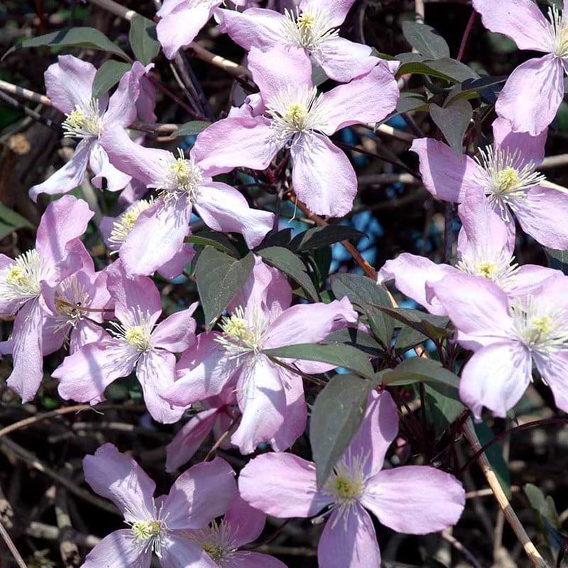 Klematis fragrant spring