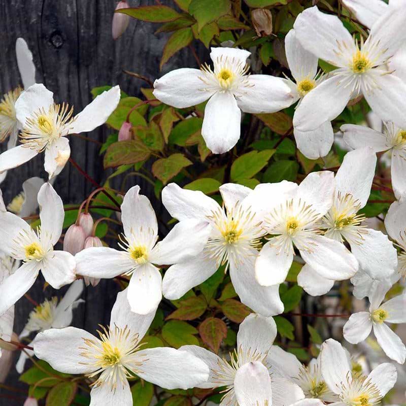 Klematis rosa