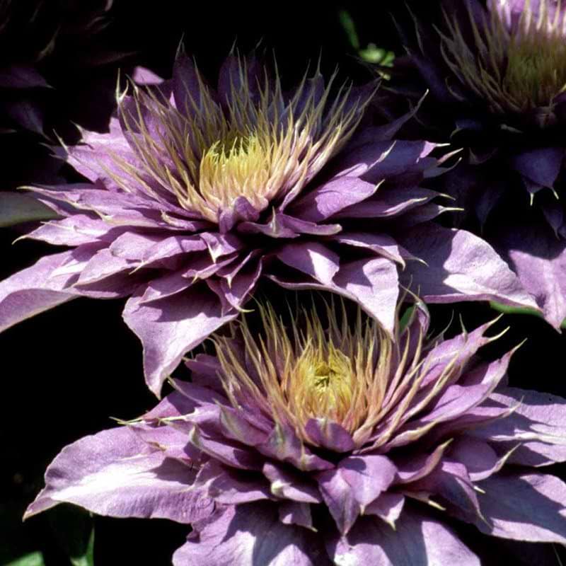 Clematis Multi Blue blomst