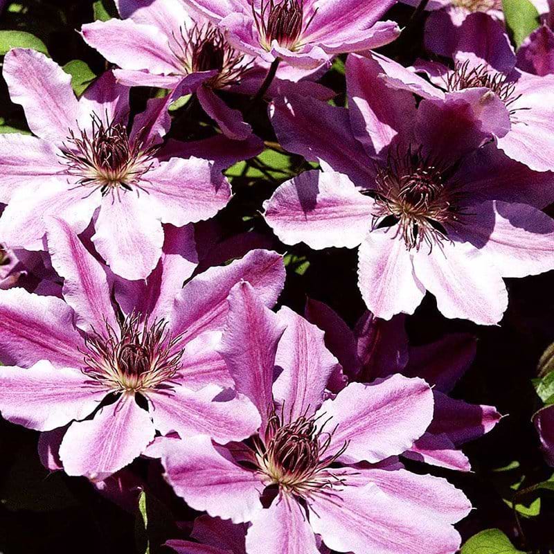 Clematis Nelly Moser blomster