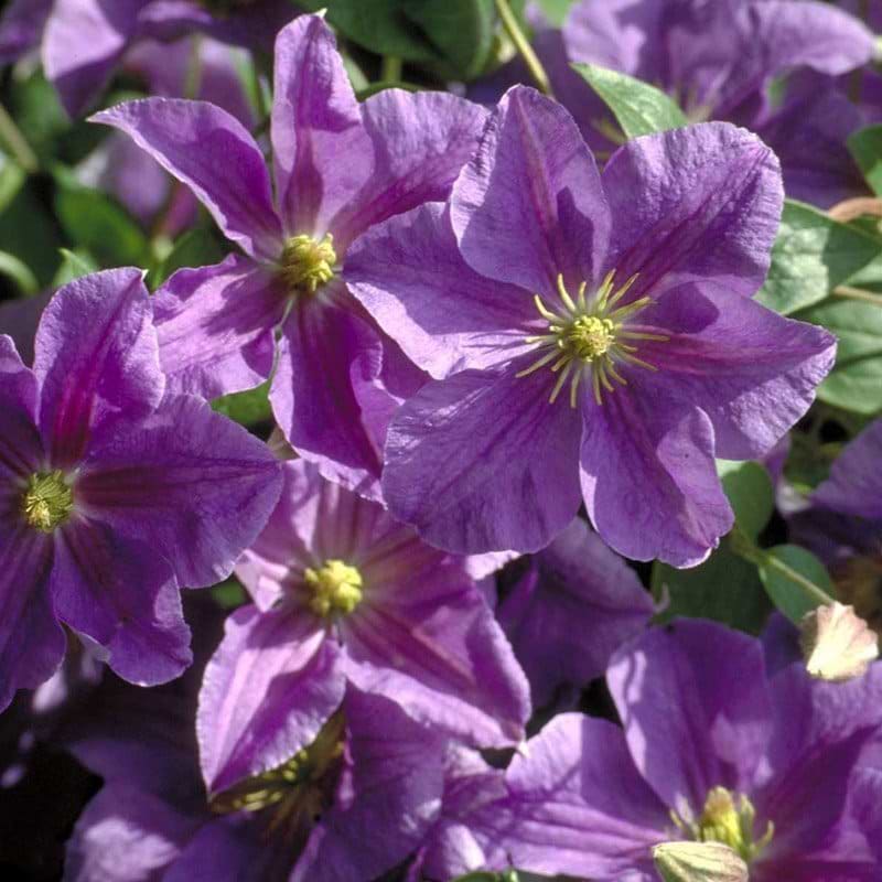 Clematis Blekitny Aniol Blue Angel