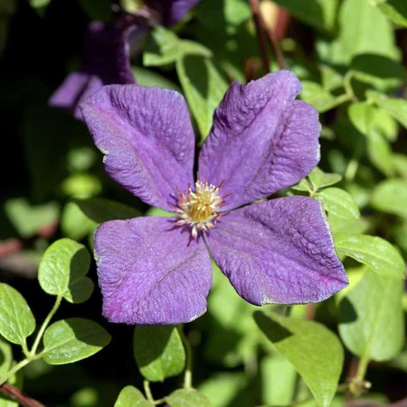 CLEMATIS POLISH SPIRIT