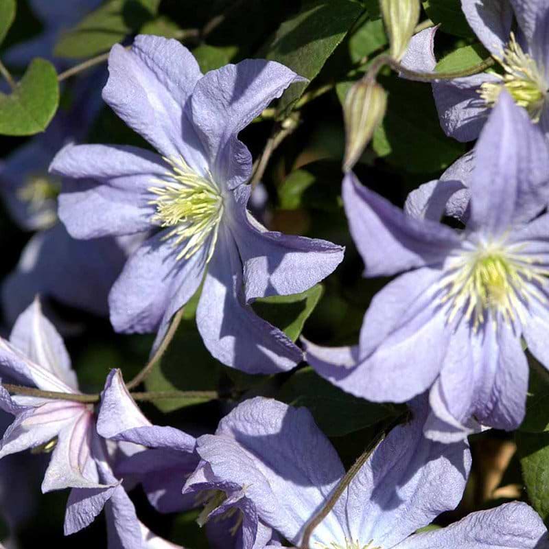 Clematis Prince Charles