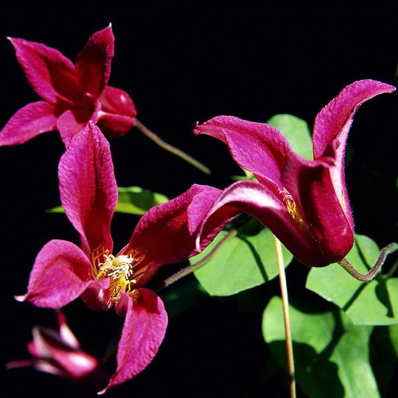 Clematis Princess Diana