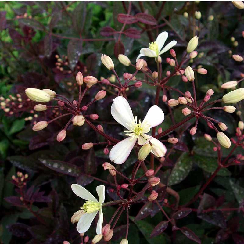 Clematis recta Purpurea