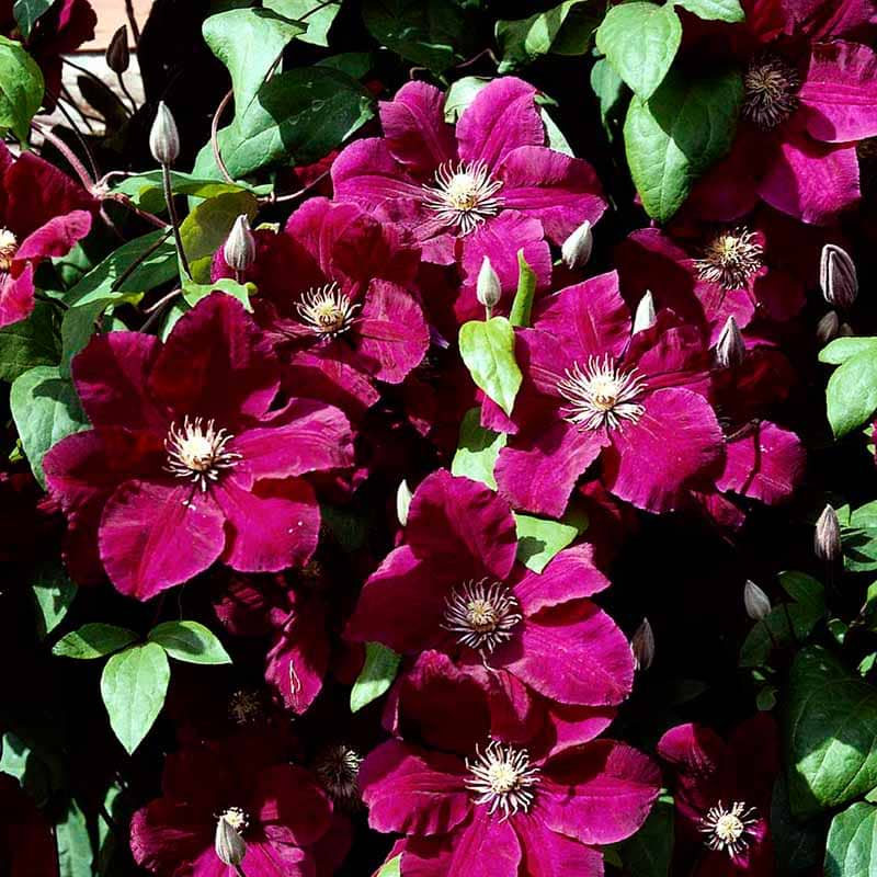 Klematis (Clematis 'Rouge Cardinal') Flere Varianter