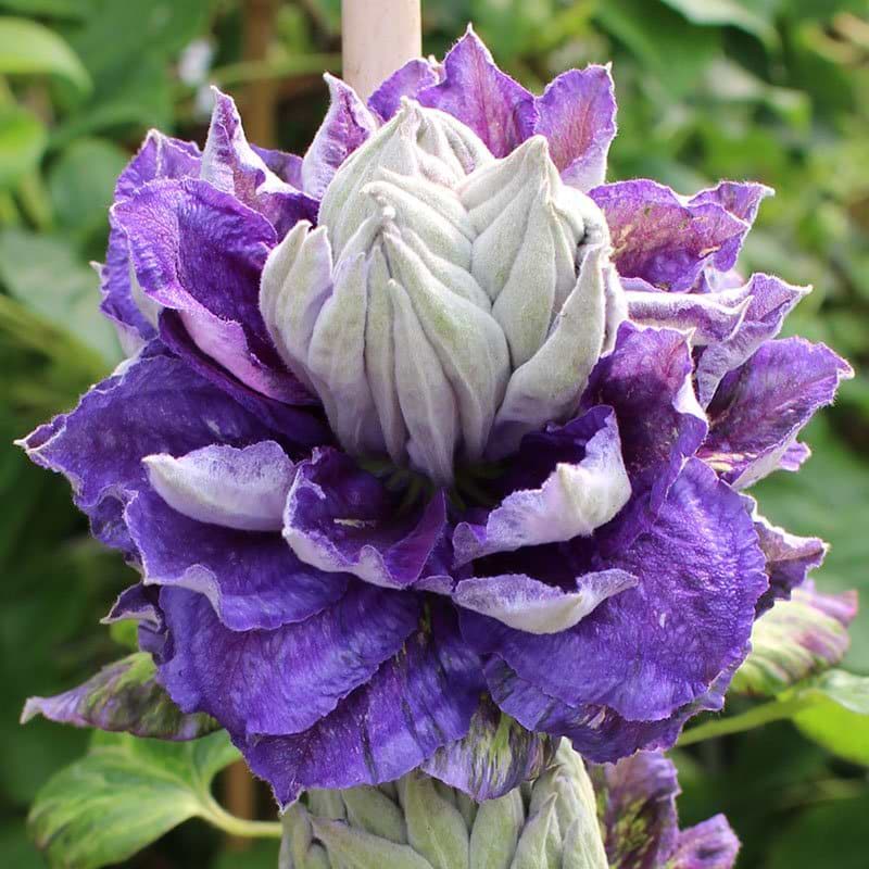 Klematis Shin-shigyoke