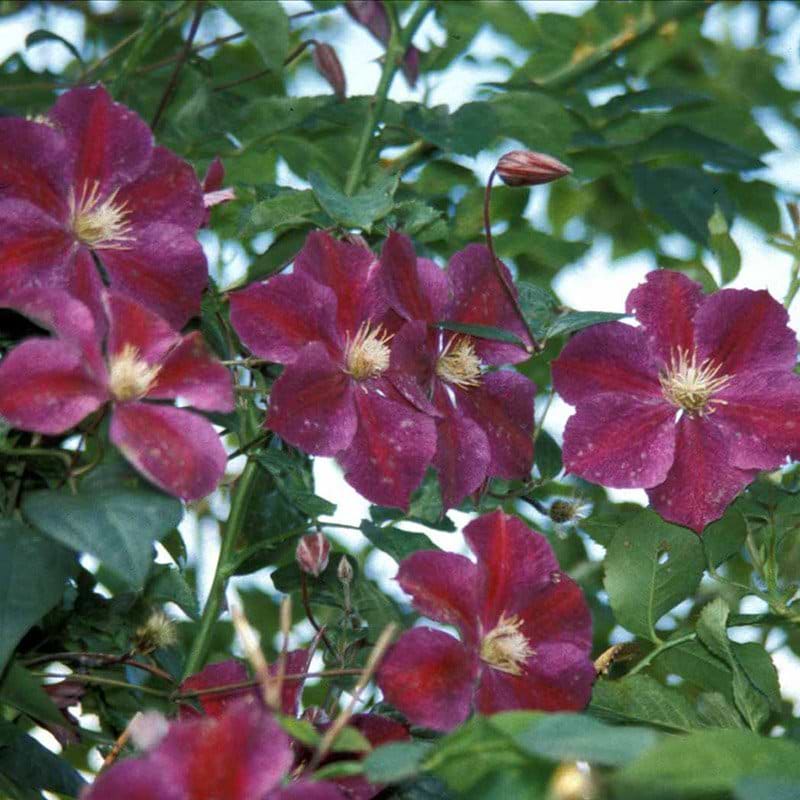 Klematis Star of India