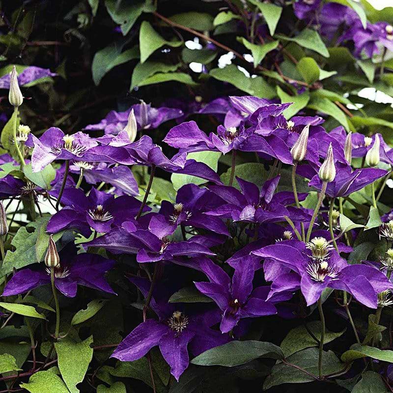 Clematis The President