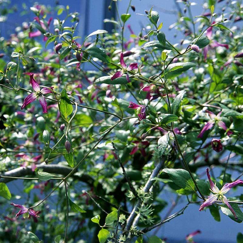Klematis triternata Rubromarginata