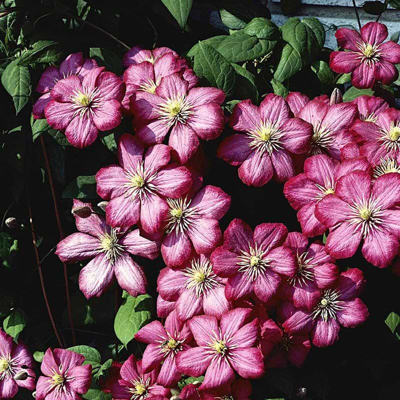 Clematis ville de lyon