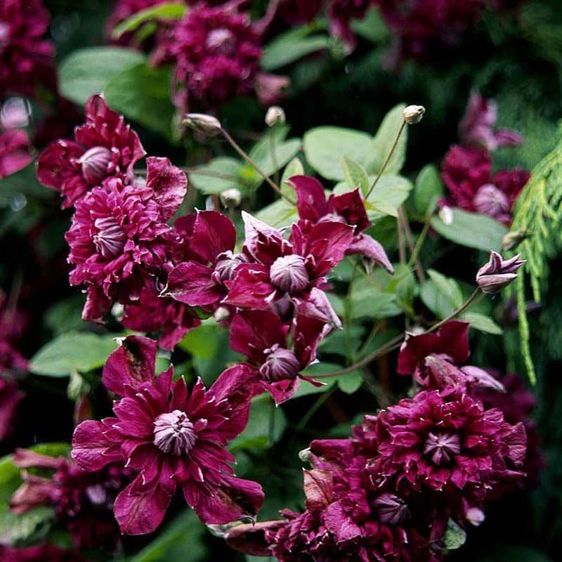 Clematis Madame Julie Correnvon