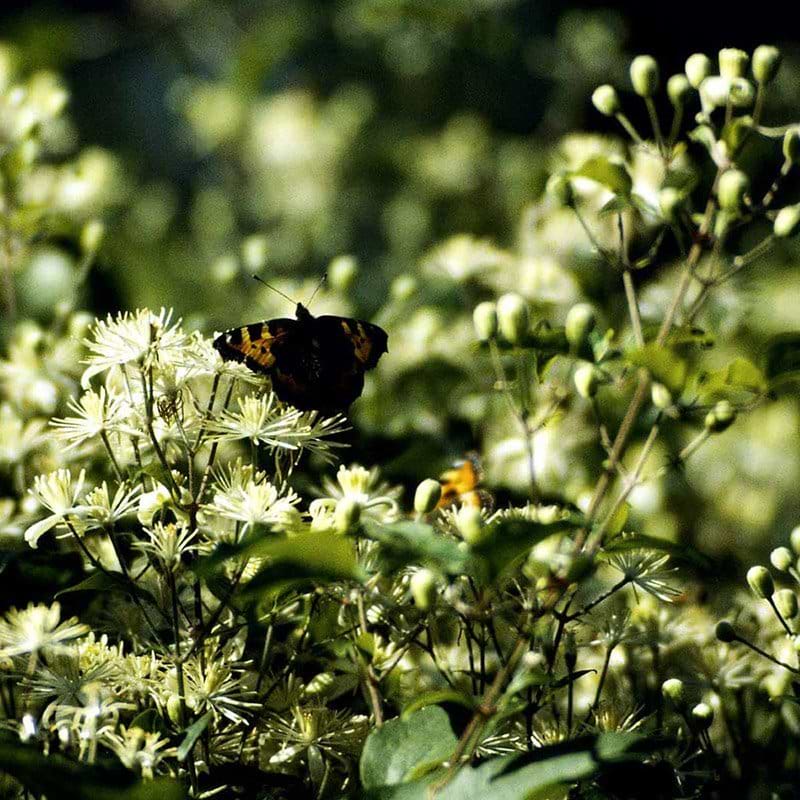 Clematis vitalba