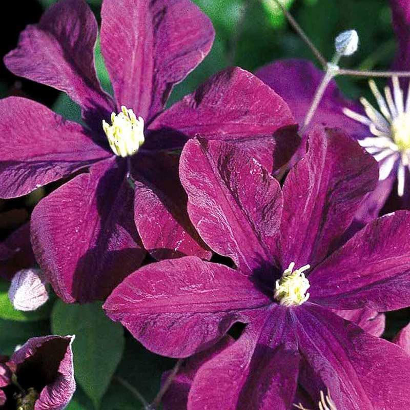 Clematis rød