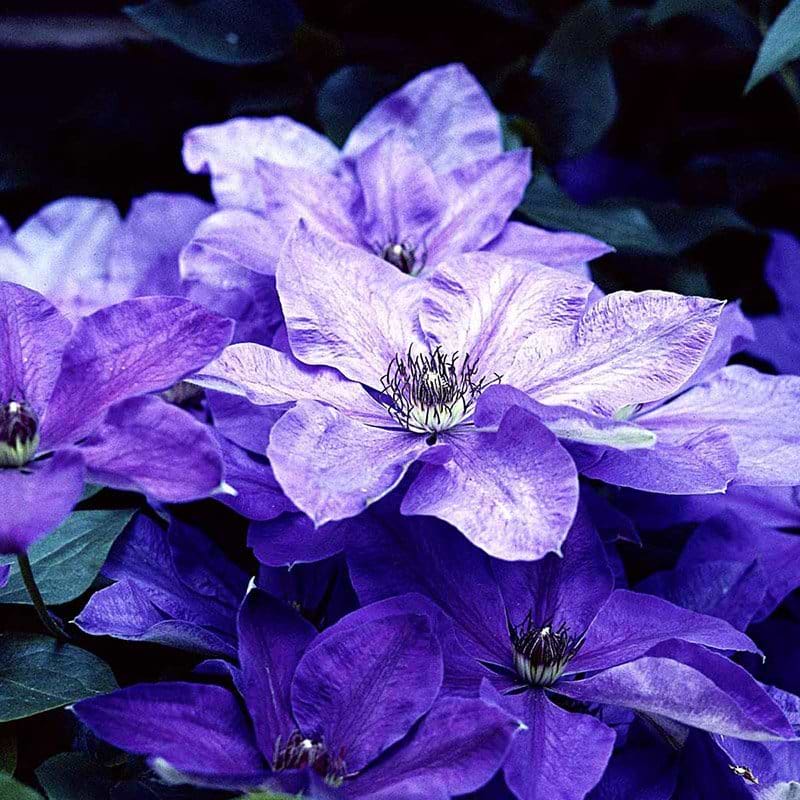 Klematis Xerxes