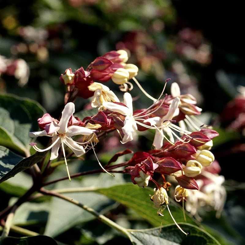 Clerodendrum trichotomum