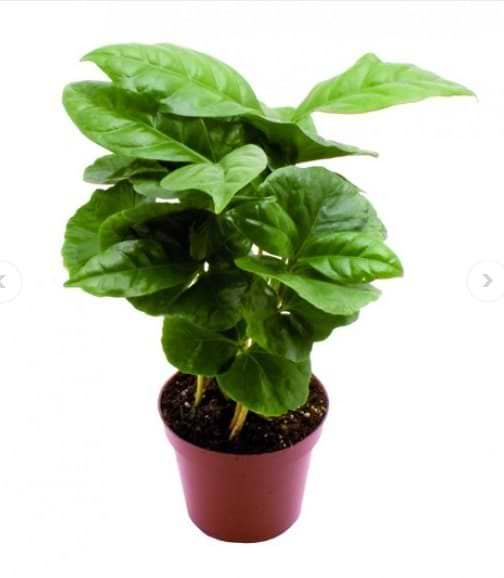 mini plante