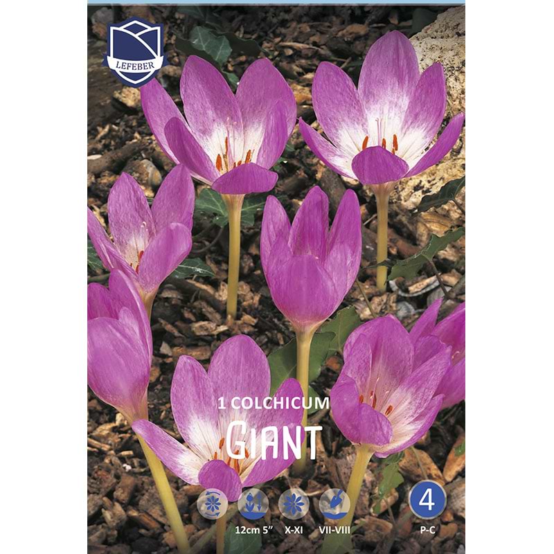 Colchicum Giant