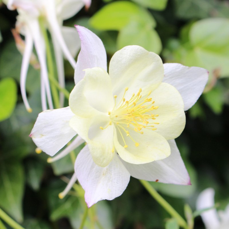 Akeleje Aquilegia Silver Queen