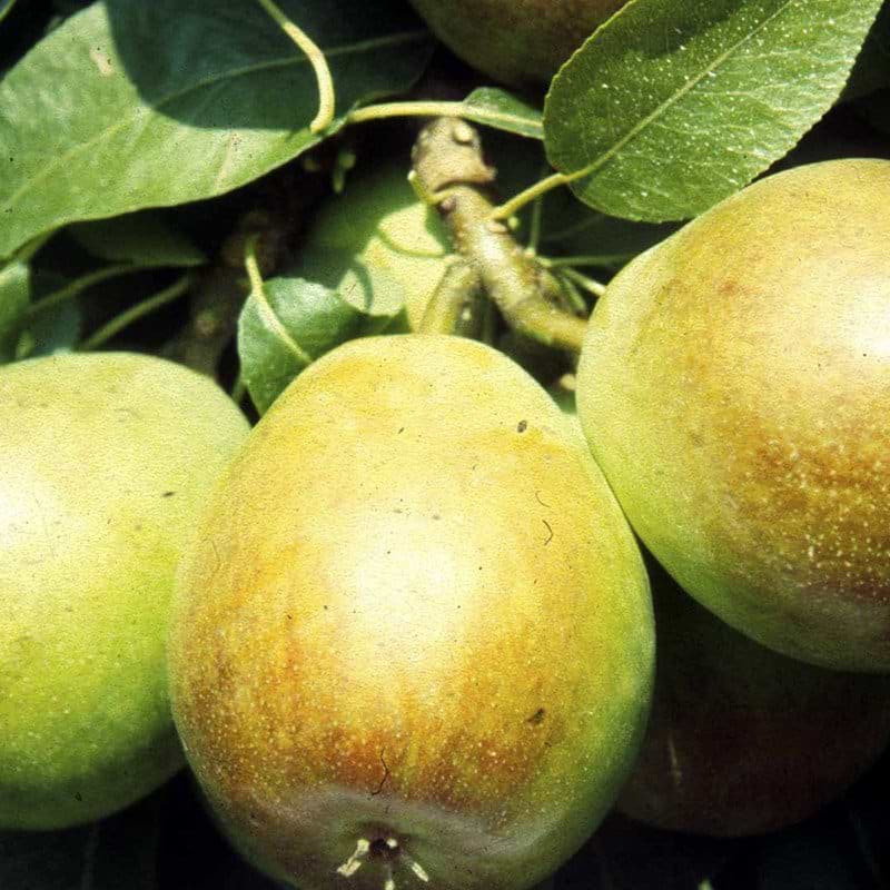 Pæretræ Coloree de Juillet på vildtstamme