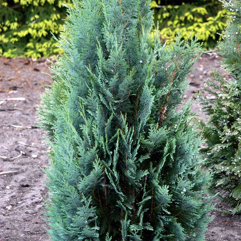 Cypres columnaris