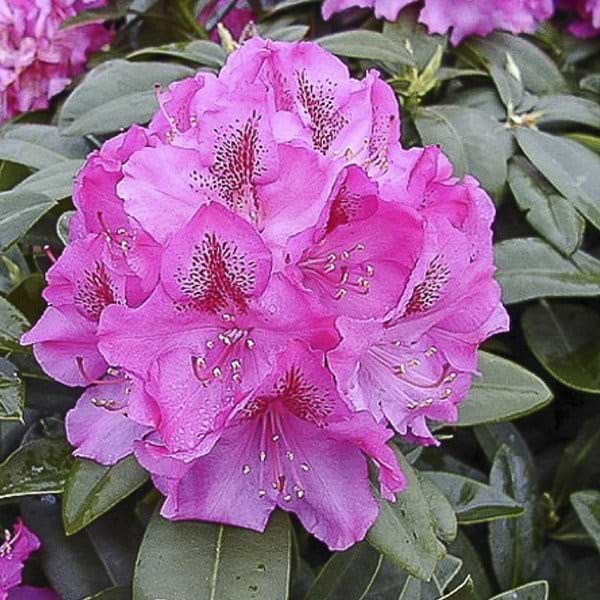 rhododendron