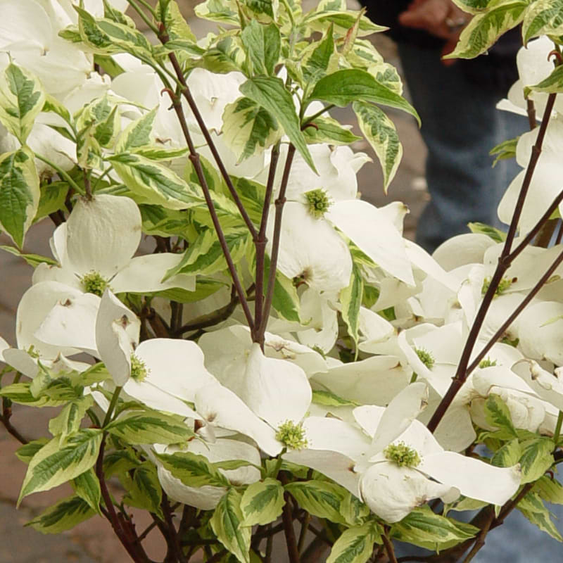 Blomsterkornel 'Daybreak'