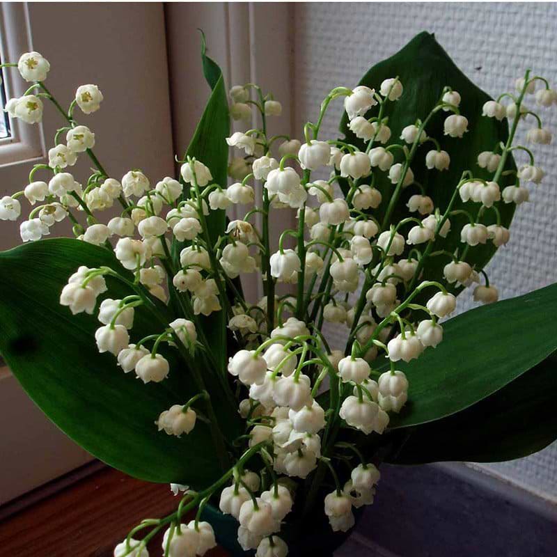 Liljekonval blomst
