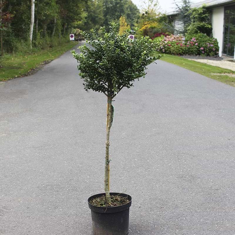 opstammet ilex convexa