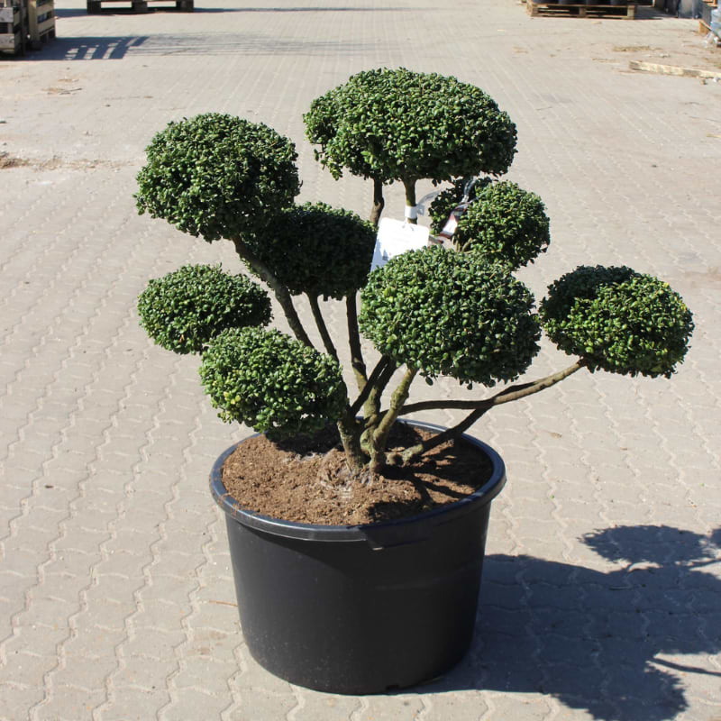 ilex convexa bonsai   sort potte