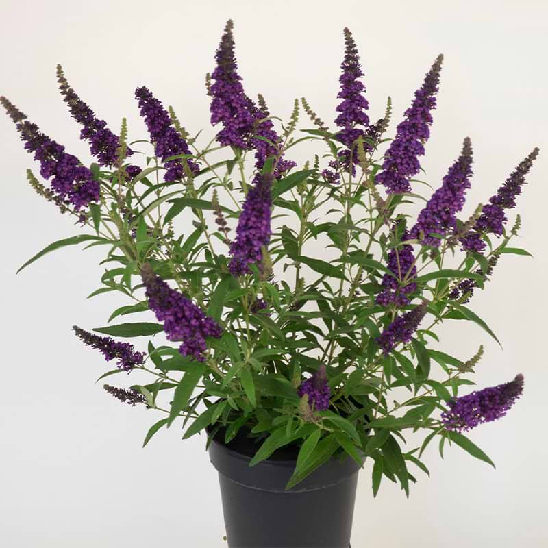 Sommerfuglebusk (Buddleja d. Summer Kids® 'Romy')  - Flere Varianter