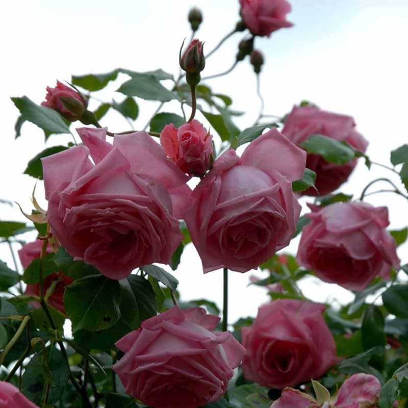 Coral dawn rosenbusk