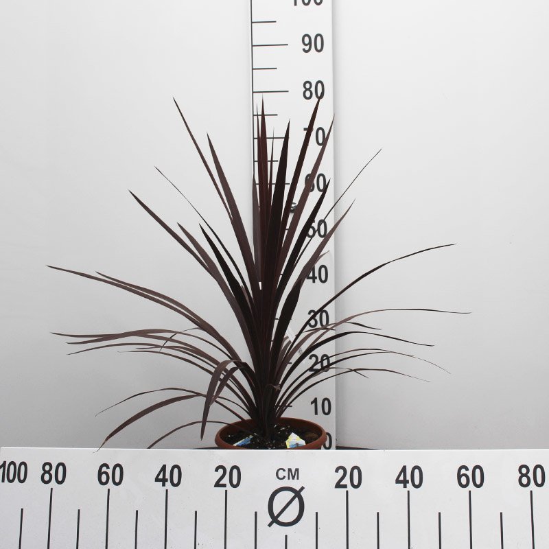 plante med lange spidse blade