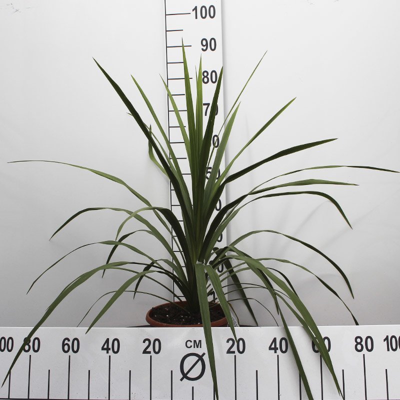 grøn plante