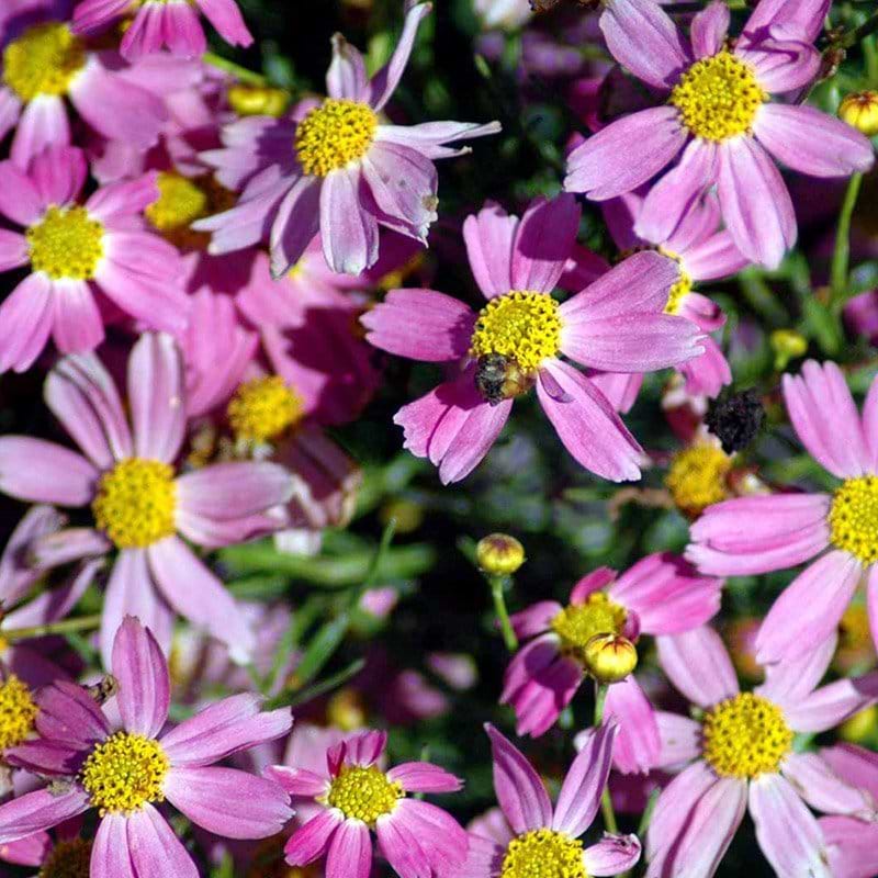 Coreopsis rosea American Dream
