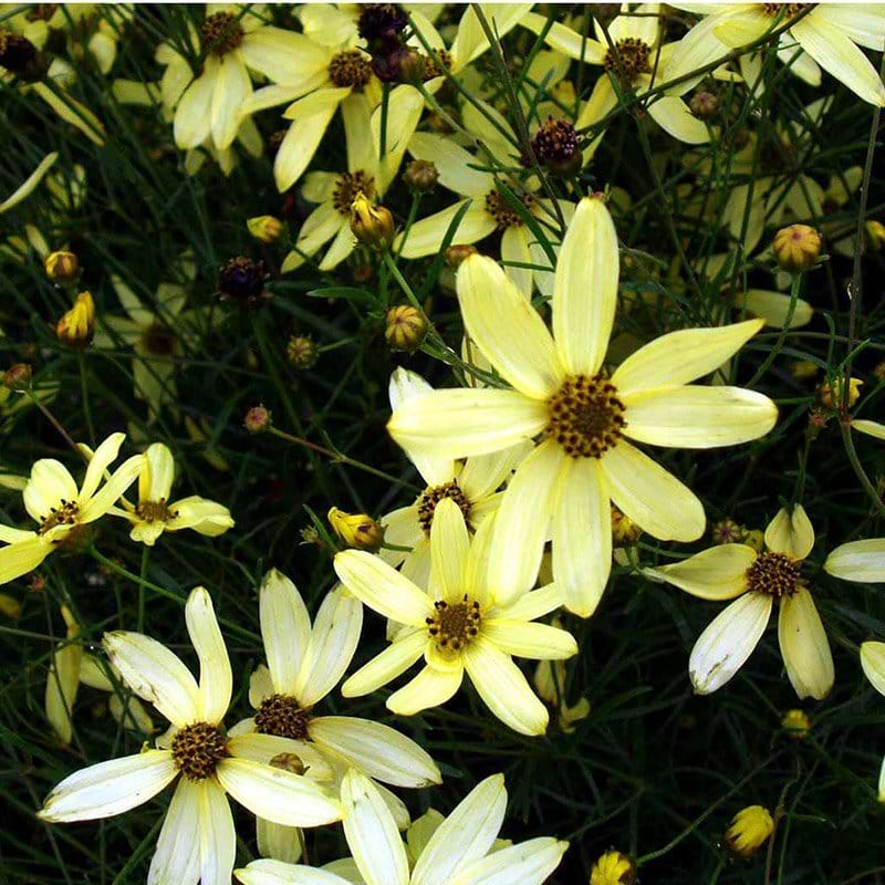 Skønhedsøje Coreopsis verticillata Moonbeam