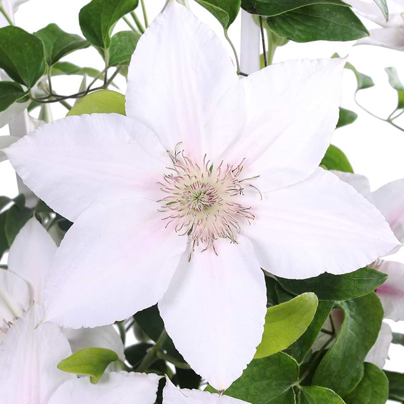 Clematis Corinne