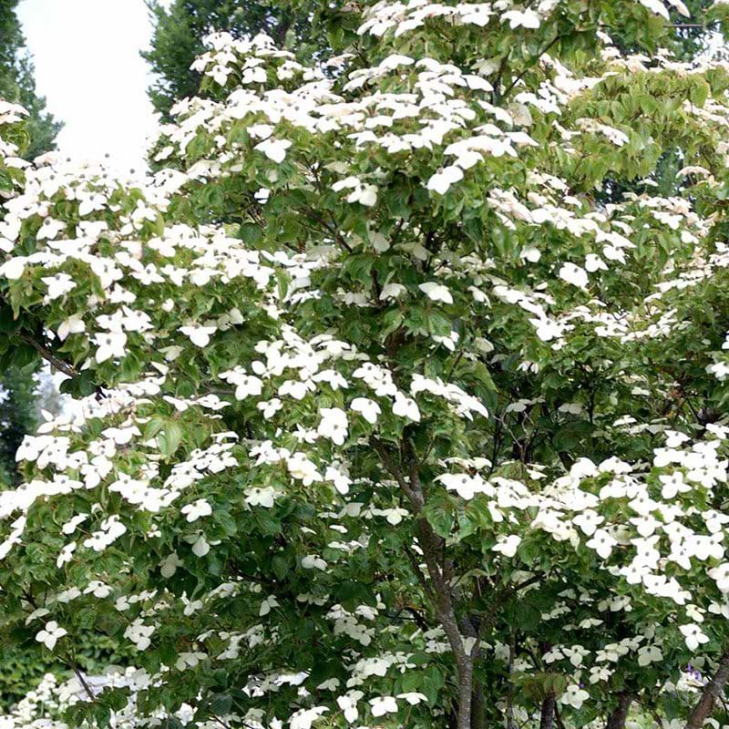 Cornus kousa
