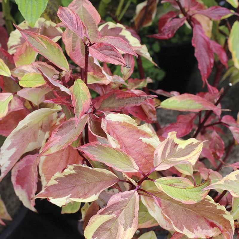 Cornus alba Gouchaultii blade