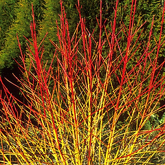 Kornel (Cornus sang 'Midwinter Fire') 60-80 cm