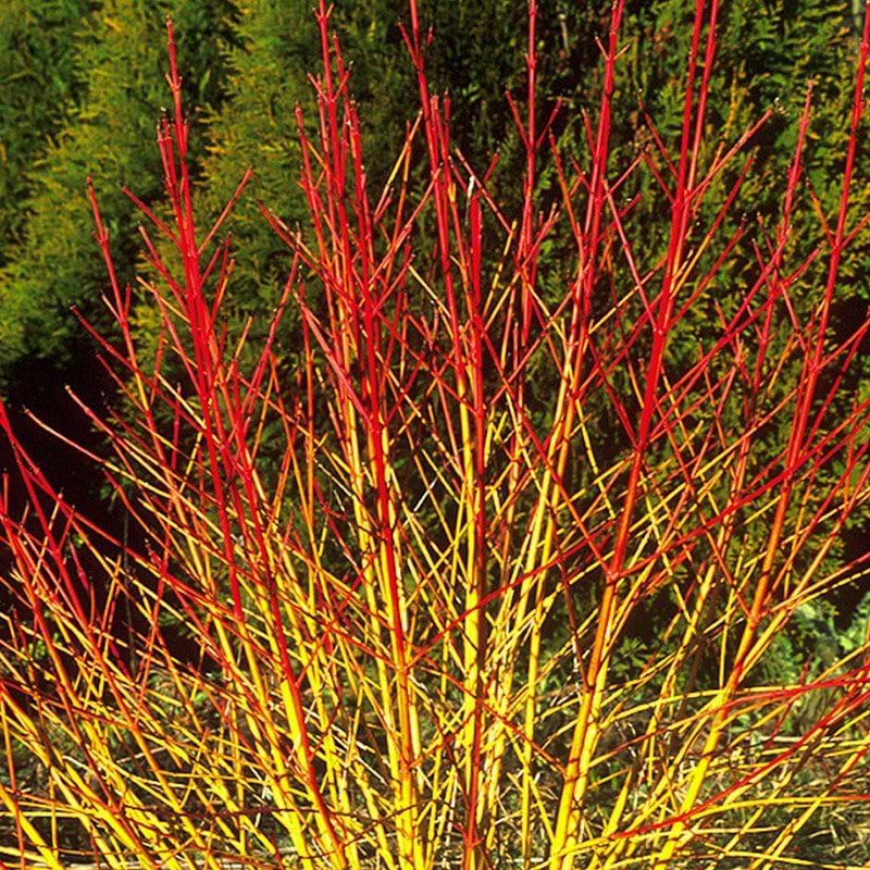 Kornel (Cornus sang 'Midwinter Fire') Flere varianter