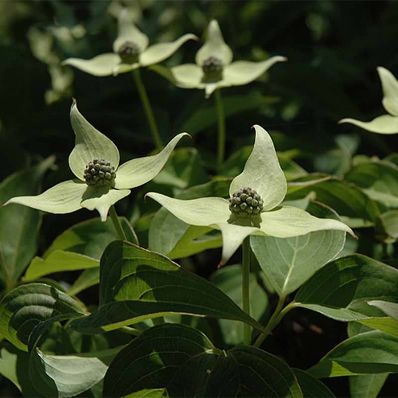 Cornus kousa 'Blue Shadow'