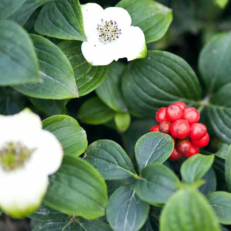 Cornus canadensis bær