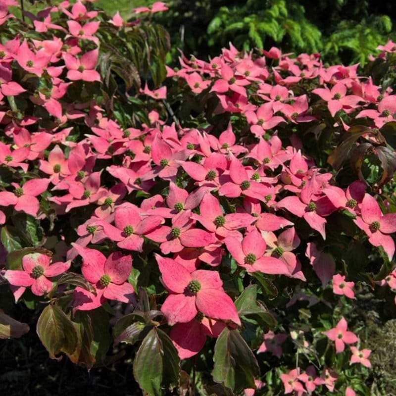 Koreakornel blomster