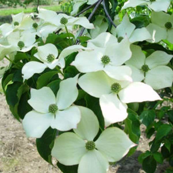 Koreakornel Bultinck's Giant Flower hvide blomster