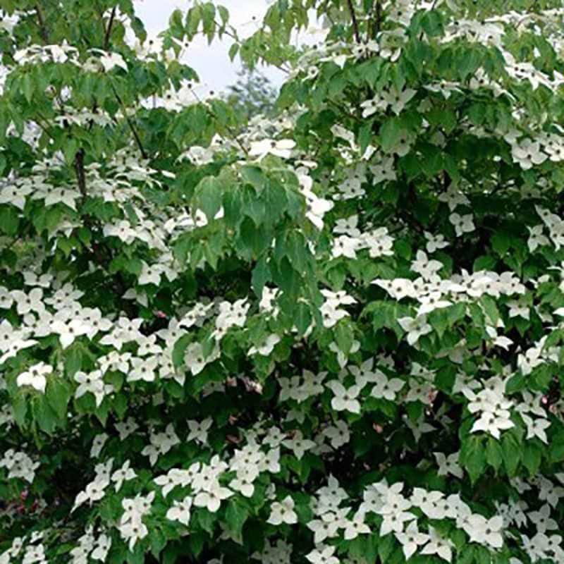 Cornus Kousa China Girl