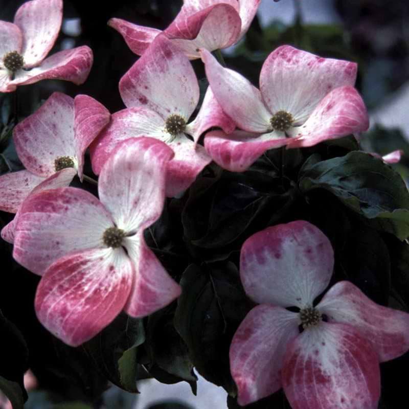 Cornus kousa Satomi blomst