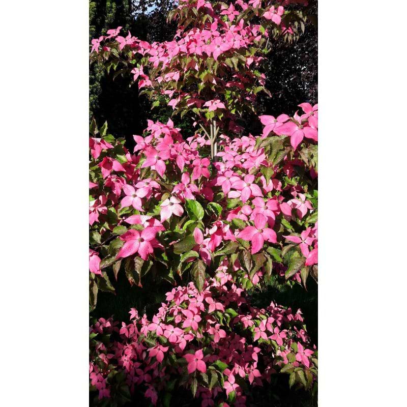 Cornus kousa 'Scarlet Fire'