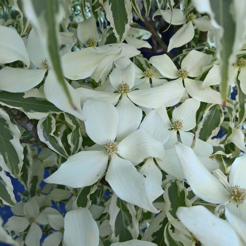 Cornus summerfun