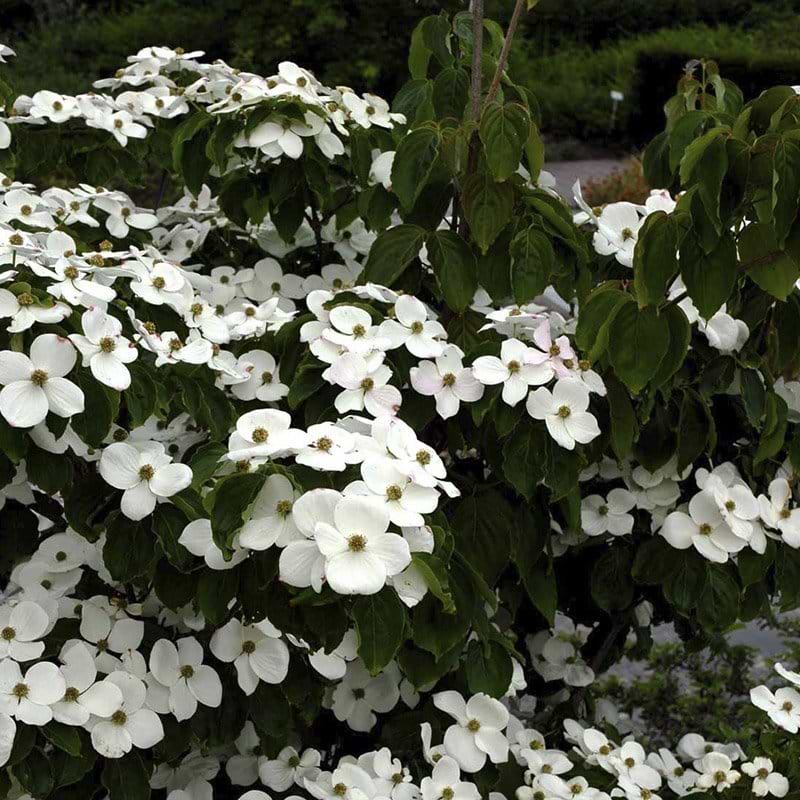Koreakornel med rosa blomster